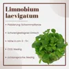 Aquarium Pflanze Limnobium laevigatum Tropica Nr.063 TC in Produktbild-Vorschau 2
