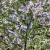 6 x Breitblättriger Steppenschleier - Limonium latifolium  Produktbild-Vorschau 1