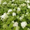 6 x Braunblättriger Wasserdost  - Eupatorium rugosum Produktbild-Vorschau 1