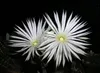 SAFLAX - kaktus mořského ježka - Echinopsis mirabilis - 40 Náhled obrázku produktu 8