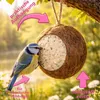 4 Stck Kokosnüsse ganz Vogelfutter Fettfutter Winterfutter Produktbild-Vorschau 2