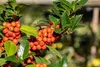 Ilex meserveae 'Heckenfee', ostrokrzew, zimozielony, 40-50 Podgląd zdjęcia produktu 10
