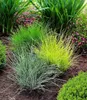 A garden bed with three ornamental grasses of different colors and textures, surrounded by other plants and mulch. Produktbild-Vorschau