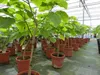 Blauglockenbaum Kiribaum 160 - 180 cm Paulownia tomentosa Produktbild-Vorschau 4