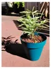 Pot de fleurs Soleilia Rond D59cm - H54cm - 83L - Bleu - Voir les images du produit 3