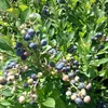 Chandler Kulturheidelbeere Blaubeere große schmackhafte Produktbild-Vorschau 2
