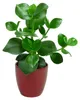 Gardners Clusia rosea, priemer 12 cm Náhľad obrázku produktu 2