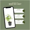 Planten van Frank | 60 Bleiwurz-planten | Ceratostigma Productafbeelding-voorbeeld 5