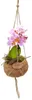 Kokodama Phalaenopsis (L) Náhľad obrázku produktu 3