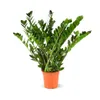 Zamioculcas zamiifolia - plante zz - ↕ 70-80 cm - ⌀ 17 cm - Voir les images du produit 1