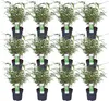 Roter Bambus 12x - ↨40cm - Ø14 Produktbild-Vorschau 1