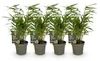 GreenboutiQ - Bambus - Fargesia rufa - Grün - 4 Pflanzen - Produktbild-Vorschau 1