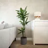 Dragonnier - Dracaena fragrans 'Cintho' - Hauteur 140-150cm Voir les images du produit 5