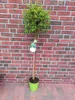 Betula pendula Magical Globe , Kugel-Birke, Größe: 170-180 Produktbild-Vorschau 1