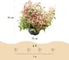 Leucothoe Makijaz - Brun - 2 Plantes - Feuillage persistant Voir les images du produit 3