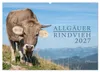 Allgäuer Rindvieh 2027 (Wandkalender 2027 DIN A2 quer), Produktbild-Vorschau 1
