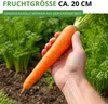 Möhren lange rote Stumpfe ohne Herz 2 Samen - Daucus carota Produktbild-Vorschau 5