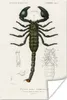 MuchoWow® Poster Skorpion - Jahrgang - Insekten 20x30 cm - Produktbild-Vorschau 1
