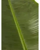Musa Dwarf cavendish - Zwerg-Essbanane 40 cm Zimmerpflanze Produktbild-Vorschau 3