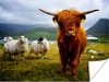 MuchoWow® Poster Schottisches Hochlandrind - Leicht - Schaf Produktbild-Vorschau 1