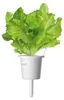 EMSA Click & Grow, Koolsalade Productafbeelding-voorbeeld 14