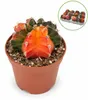 Gymnocalicium mihanovicii "Koi" - besonderer Erdbeerkaktus Produktbild-Vorschau 1