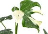 Dehner Fensterblatt Thai Constellation, Monstera deliciosa, Produktbild-Vorschau 2