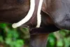 Kentucky Horsewear dlouhý anatomický podbřišník s umělou Náhled obrázku produktu 4