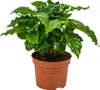 Bloomique - Coffea Arabica - Kaffeepflanze - Pflegeleicht - Produktbild-Vorschau 1