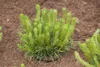 Pinus mugo 'Pumilio', Bergkiefer, kompakt, 25–30 cm Produktbild-Vorschau 5