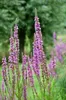 6 x  Lythrum salicaria - Weiderich - Topf 9 x 9 cm Produktbild-Vorschau 3