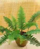 Schildfarn Proliferum, im 9 cm Topf - Polystichum setiferum Produktbild-Vorschau 6