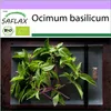 SAFLAX - BIO - Bazalka thajská - Ocimum basilicum - 250 Náhled obrázku produktu 10