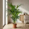 Howea Forsteriana, Kentia Palme, Zimmerpflanze, 120-130 cm, Produktbild-Vorschau 4