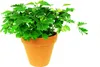 Gardners Mimosa Pudica, průměr 9 cm Náhled obrázku produktu 1