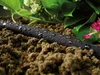 CellFast Wąż Nawadniający Drip 30m 1/2" Kroplujący Pocący Podgląd zdjęcia produktu 11