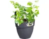 elho® Vibia campana easy Jardinière S anthracite à Voir les images du produit 8