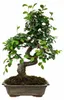 Zelkova parvifolia, bonsaj, výška cca 35 cm, 9 rokov – Náhľad obrázku produktu 4
