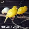 Best For Home Vogelsand|Vogelsand 25kg für Käfig|Quarz Produktbild-Vorschau 7