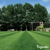 Zierrasensamen - Elegant (15 kg für 750 m2)- Organifer Produktbild-Vorschau 4