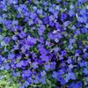 6 x Cuscini blu  - Aubrieta 'Hamburger Stadtpark'  | Vaso 9 Anteprima dell’immagine prodotto 1