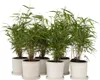 Six potted bamboo plants are arranged in a row against a white background. Podgląd zdjęcia produktu
