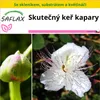 SAFLAX Kultivační sada - Skutečný keř kapary - Capparis Náhled obrázku produktu 10