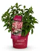 Green boutiQ - Gartenpflanze - Hydrangea panniculata Produktbild-Vorschau 2