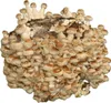 Hawlik Pilzbrut Shiitake Dübel – 20 Pilzdübel, Pilze Produktbild-Vorschau 12