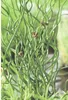 Korkenzieherbinze FloraSelf Juncus effuses 'Spiralis' Ø 9 Produktbild-Vorschau 1