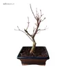 Bonsai - Bonsai baum Japanischer Fächerahorn - Acer (Ahorn) Produktbild-Vorschau 3