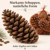 Maritima Zapfen 14-18 cm 20 Stück Pinus pinaster große Produktbild-Vorschau 5