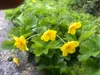 12 x Waldsteinia ternata - Fraisier doré en pot 9 x 9 cm Voir les images du produit 1