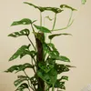 Bloomique - 2er-Set - Monstera Adansonii mit Moosstab - Produktbild-Vorschau 5